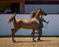 Class 205 HA Gelding  Championship - 2 & Over