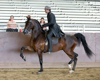 Class 42 - HA/AA English Pl Jr Horses