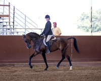 Class 158 Arabian Hunter Pleasure - AATR Select