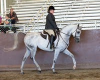 Class 73 - Arabian Hunter Pl Walk/Trot JTR