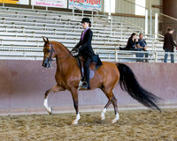 Class 85 - HA/AA Country English Select Rider ATR