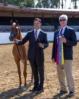 Class 9 - Arabian Junior Filly Championship