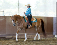 Class 52 - Arabian Western Pl Geldings