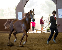 Class 207 HA Gelding - 2 Year Olds