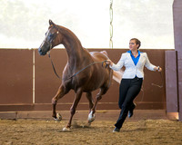 Class 252 HA Gelding In-Hand - 2 Yrs & Older