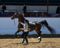 Class 211 HA Mare Breeding Championship - AOTH 2 Yrs & Over