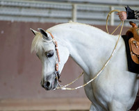 Class 34 - HA/AA Western Pl Walk/Trot ATR