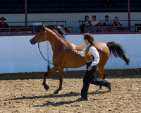 Class 213 Arabian Mare Breeding Championship - AOTH 2 & Over