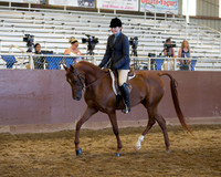 Class 130 Arabian Hunter Pleasure - Jr Horse 5 & Under