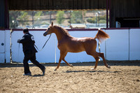Class 212 Arabian Colts/Geldings Breeders Sweepstakes - Yearling