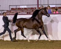 Class 296 Arabian Stallion Breeding Championship - 3 Yrs & Over