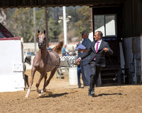 Class 15 - Arabian Colts/Geldings Yearlings