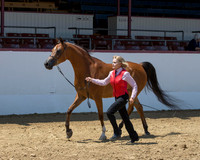 Class 22 - HA Gelding AOTH 2 & Over