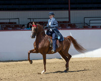 Class 77 Arabian English Pl - Jr Horse 5 & Under