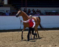 Class 207 HA Gelding Championship - AOTH 2 & Over