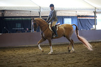 Class 280 Arabian Hunter Pleasure - AAOTR 50 Yrs & Over