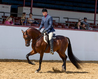 Class 69 Arabian Hunter Pl - Gentlemen to Ride