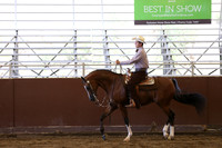 Class 262 Arabian Western Pl - JTR Choice/Elite