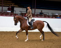 Class 299 Arabian Hunter Pl - Jr Horse 5 & Under