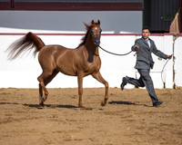 Class 6 - Arabian Fillies/Yearlings