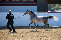 Class 215 Arabian Stallion Breeding Championship - ATH 2 Yrs & Over