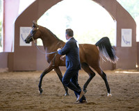 Class 205 Arabian Colt - 2 Year Olds
