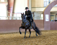 Class 194 HA Park Horse - Open