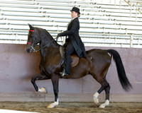 Class 69 - Saddle Seat Equitation 18 & Under