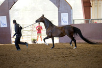 Class 250 HA Mare Breeding - 2 Yrs & Older