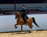 Class 82 Arabian Country English Pl - Jr Horse 5 & Under