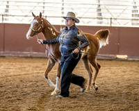 Class 251 HA Yearling Colt/Gelding Breeders Sweepstakes