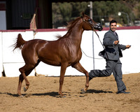 Class 7 - Arabian Fillies/Two Years Old