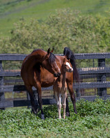 ChFilly_042016_187