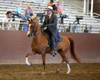 Class 331 Arabian Country Pleasure - Jr Horse 5 & Under