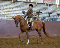 Class 11 Arabian Hunter Pleasure - JOTR 13 Yrs & Under