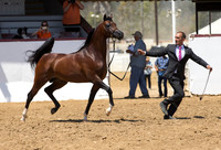 Class 20 - Arabian Stallions 5 & Over