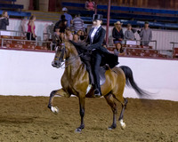 Class 388 Arabian Park Championship