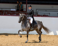 Class 275 Arabian English Show Hack - AATR 19 Yrs & Older