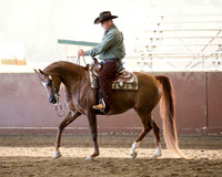Class 2 - Arabian Western Ladies & Gentlemen to Ride