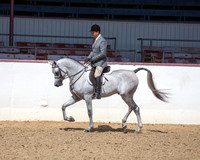 Class 112 Arabian Hunter Pl - Stallions & Geldings