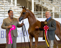 Class 202 Arabian Filly - Yearlings