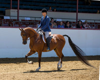 Class 243 Arabian Hunter Pl - AATR Primetime