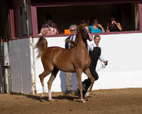 Class 1 - Arabian Geldings 4 & Under