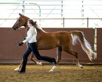 Class 192 HA Fillies & Mares - All ages JTH
