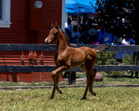 ShermanRanch0524_2731
