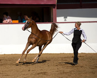 Class 4 - Arabian Gelding Championship