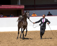 Class 16 - Arabian Colts 2 Years Old