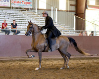 Class 14 HA Country English Pleasure - Jr Horse 5 & Under