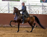 Country/English/Show Hack/Saddle Seat Classes