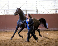 Class 255 Arabian Stallion Breeding Championship - 2 Yrs & Older